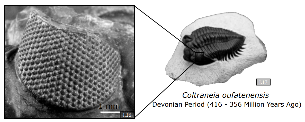 Trilobit Bileşik Gözü
