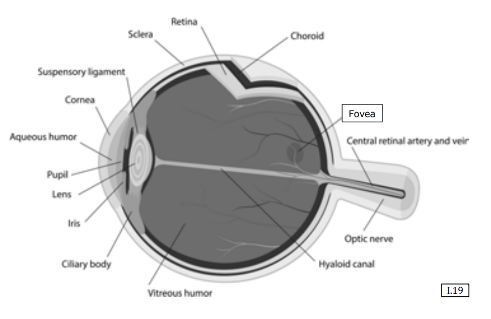 İnsan Gözü Anatomisi